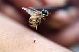 Whats The Difference Between Bees And Wasps Howstuffworks