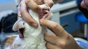 dental issues in cats petmd