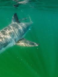 great white sharks are venturing to