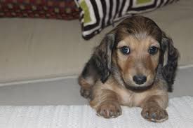 Dachshund puppies for sale near me. About English Cream Dachshunds