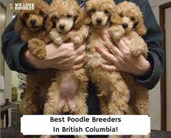 5 best poodle breeders in british