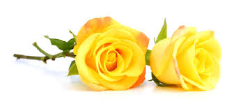 20 free yellow rose free hd