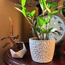 budget friendly pots for your plants