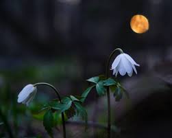 what is a flower moon the may full