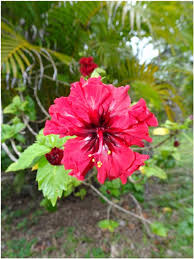 review of fiji hibiscus malvaceae