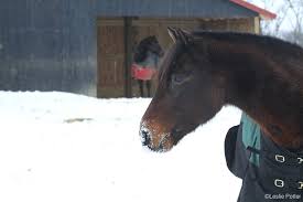 Winterize Your Horse Published By