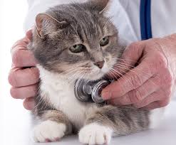 Suspected triggers include pollen, grass medication is often administered through an inhaler, but can also be given in tablet or injection form. Cat Asthma Feline Bronchitis Bluepearl Pet Hospital