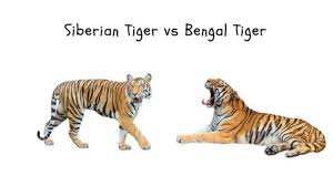 Siberian Tiger Vs Bengal Tiger Size Comparison And Fight