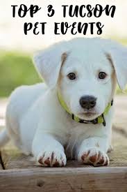 Is your pet clicking and clacking while they walk? Top 3 Tucson Pet Events Dog Events In Tucson Mclife Tucson