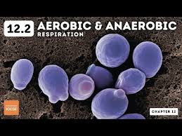 Igcse Biology Aerobic And Anaerobic