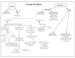 69 Logical Gram Positive Bacteria Chart