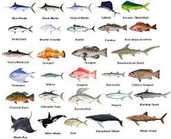 Florida Fish Identification