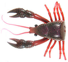 Resultado de imagem para clackin crayfish 90 logo