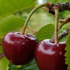 Image result for cherry avenue farms