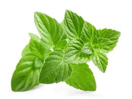 Mentha Oil Mentha Oil May Touch Rs 2 000 Kg The Economic