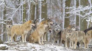Selena gomez rare (deluxe edition) wolves. Wolves Are Protected Even In Human Settlements Top Eu Court Rules News Dw 11 06 2020