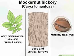 How To Identify Hickory Trees 13 Steps With Pictures