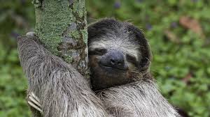 10 sloth hd wallpapers and backgrounds
