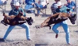 How old are calf roping calves?