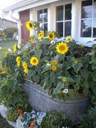 Awesome 25 Beautiful Sunflower Backyard