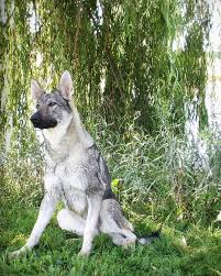 Advice from breed experts to make a safe choice. Bellevue German Shepherds Sable German Shepherd German Shepherd Dogs Shepherd Dog
