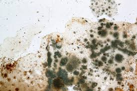 How To Prevent Basement Mold And Mildew