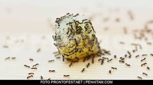 Stres kalau rumah banyak semut ni. Spray Hapuskan Semut Sesuai Untuk Rumah Yang Ada Anak Kecil