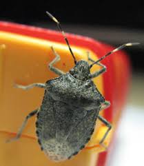 Der messingkäfer (niptus hololeucus) ist ein käfer aus der unterfamilie der diebskäfer (ptinidae). Portrait Im Schadlinge Lexikon Graue Feldwanze Jarkow De