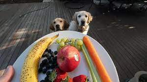 frutas que cachorro pode comer quais