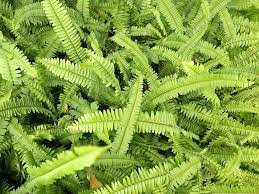 boston fern care top tips on keeping