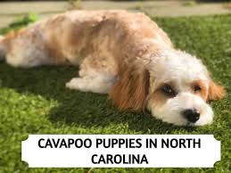 cavapoo puppies in north carolina top