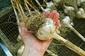 Harvest Garlic