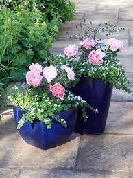 how to grow patio roses in containers