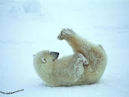 Image result for funny polar bear