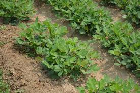 Grow Peanuts Groundnut