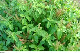 How to protect Tulsi plant in winter season - My Voice
