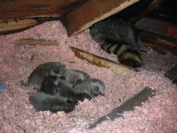 We service over 500 usa locations! Raccoons Diy Measures That Don T Work Skedaddle