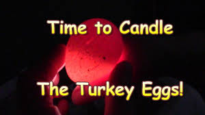 Candling The Turkey Eggs