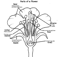 Start studying label parts of a flower. Pin On Tulip Test Gardens