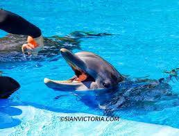 dolphin habitat at mirage las vegas
