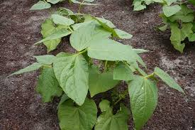 how to plant and grow bush beans
