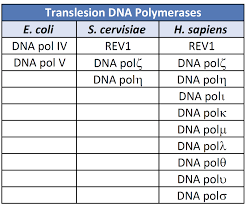 chapter 12 dna damage and repair