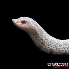 baby snow western hognose snake