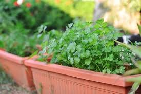 How To Grow An Indian Herb Garden 10
