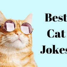 50 funny cat jokes fur you right meow