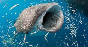 Самая большая рыба в мире: какая рыба самая крупная на планете, топ самых  больших рыб