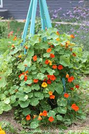 Fabulous Flowers For Raised Beds