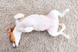 why some dogs rub their ears on carpet