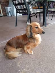 long haired dachshund in queensland