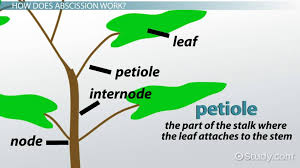 leaf abscission definition layers